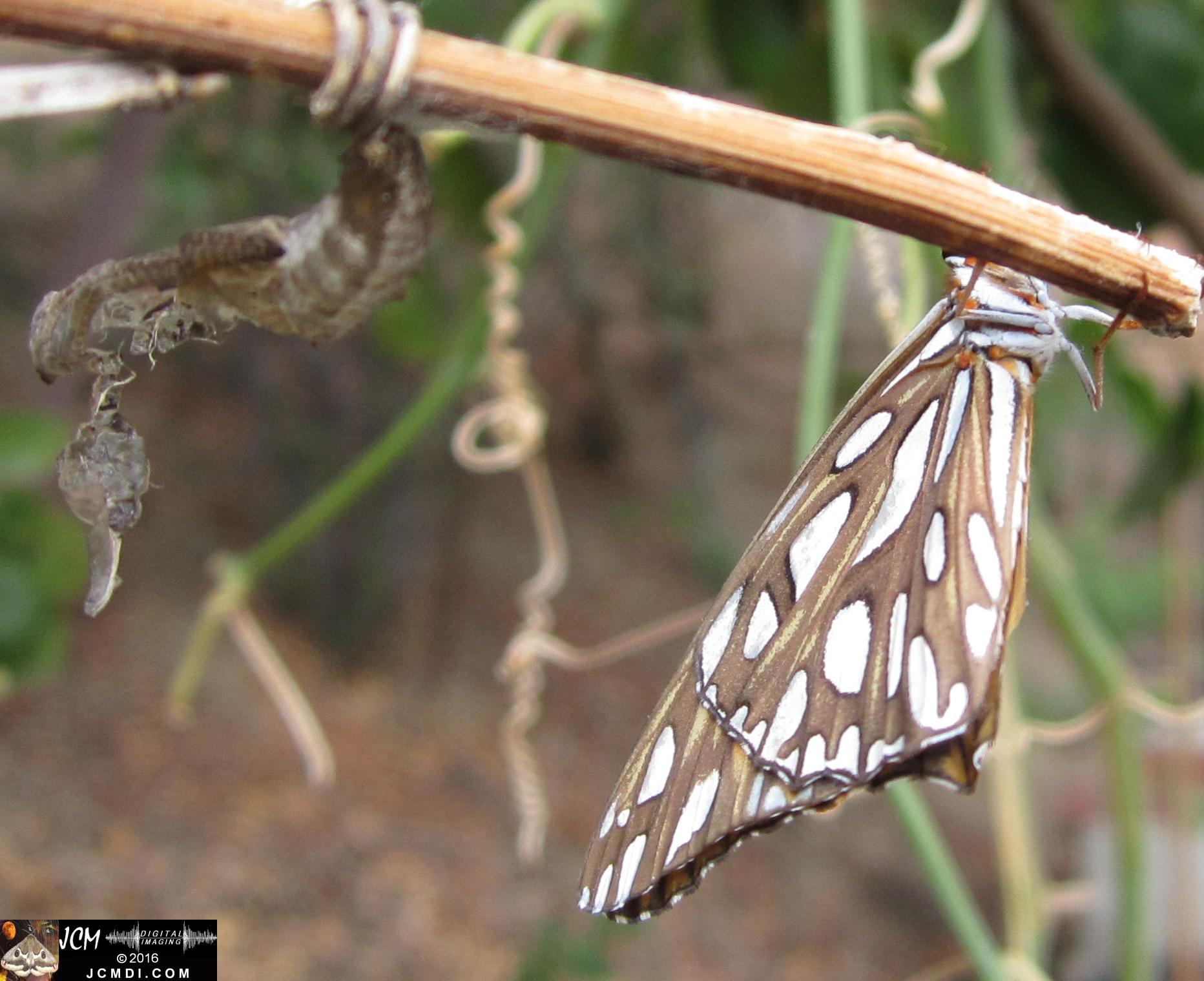 20160922 IMG_0834 Gulf Fritillary Butterfly emerged in daylight.jpg
